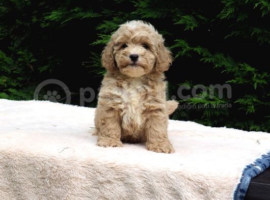 Malti̇poo Bebekler görsel