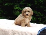 Malti̇poo Bebekler
