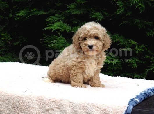 Malti̇poo Bebekler görsel