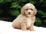MALTİPOO BEBEKLER