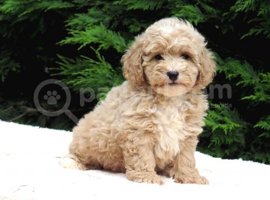 Malti̇poo Bebekler