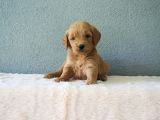 F1B Goldendoodle Yavrular