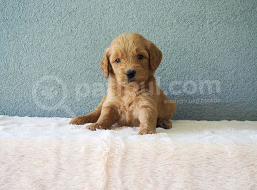 F1B Goldendoodle Yavrular görsel