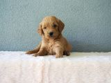 F1B Goldendoodle Yavrular