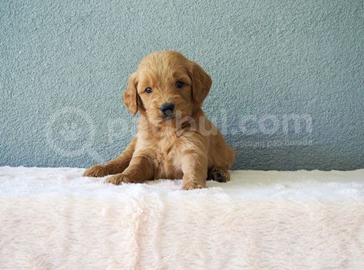 F1B Goldendoodle Yavrular görsel