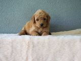 F1B Goldendoodle Yavrular