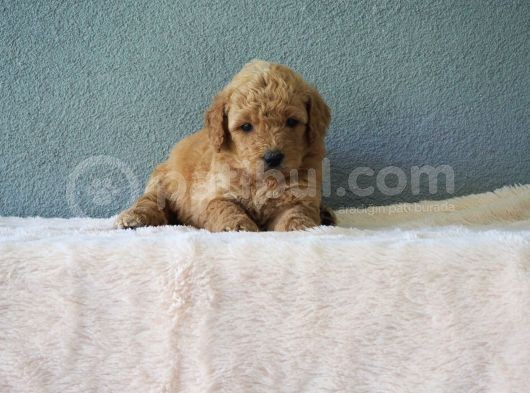 F1B Goldendoodle Yavrular görsel