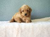 F1B Goldendoodle Yavrular