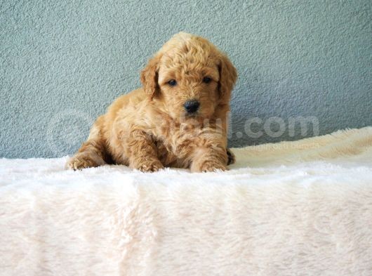 F1B Goldendoodle Yavrular görsel
