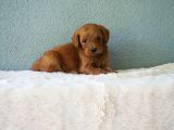 F1B GOLDENDOODLE YAVRULAR