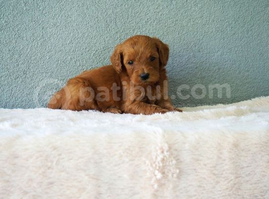 F1B Goldendoodle Yavrular