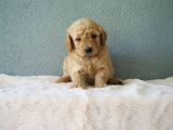 F1B Goldendoodle Yavrular