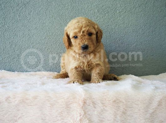 F1B Goldendoodle Yavrular görsel