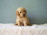 F1B Goldendoodle Yavrular