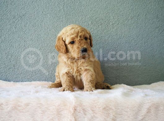 F1B Goldendoodle Yavrular görsel