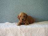 F1B Goldendoodle Yavrular