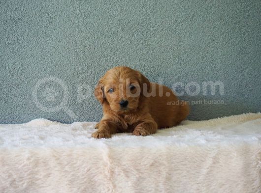 F1B Goldendoodle Yavrular görsel