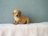 F1B Goldendoodle Yavrular