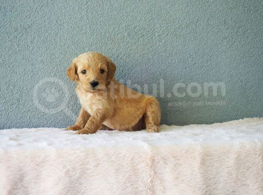 F1B Goldendoodle Yavrular görsel