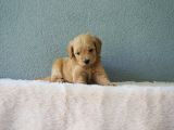 F1B Goldendoodle Yavrular