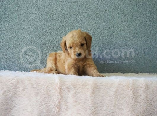 F1B Goldendoodle Yavrular görsel