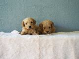 F1B Goldendoodle Yavrular