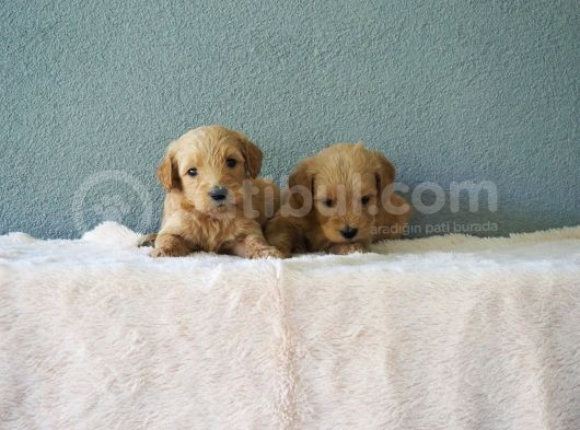 F1B Goldendoodle Yavrular görsel