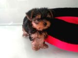 YORKSHIRE TERRIER YAVRULARI VONALPPET GARANTISIYLE