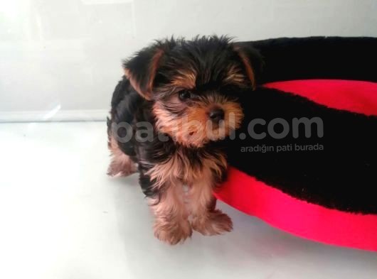 Yorkshire Terrier Yavrulari Vonalppet Garantisiyle