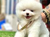 Safkan Pomeranian Boo Yavrularımız