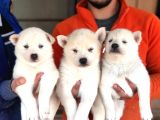 HER RENK SİBİRYA KURDU HUSKY YAVRULARIMIZ