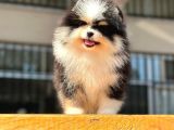 Show Kalite Pomeranian Bo Bebekler