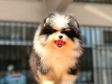 Show Kalite Pomeranian Bo Bebekler