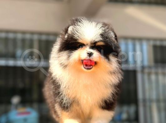 Show Kalite Pomeranian Bo Bebekler görsel