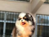 Show Kalite Pomeranian Bo Bebekler
