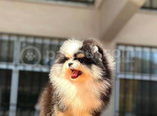 Show Kalite Pomeranian Bo Bebekler görsel