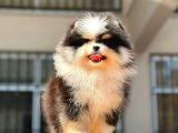Show Kalite Pomeranian Bo Bebekler