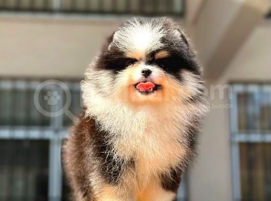 Show Kalite Pomeranian Bo Bebekler görsel