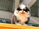 Show Kalite Pomeranian Bo Bebekler