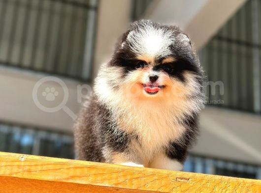Show Kalite Pomeranian Bo Bebekler görsel