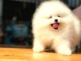 Scrli Dünya Tatlısı Pomeranian Bo