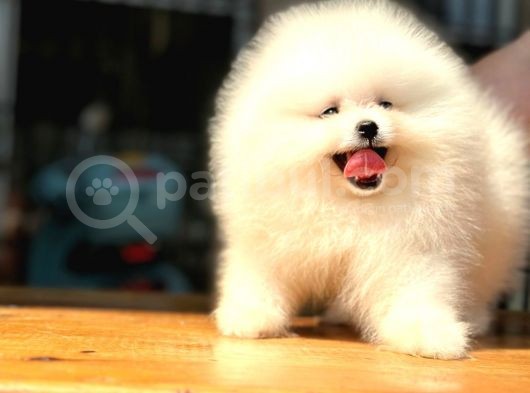 Scrli Dünya Tatlısı Pomeranian Bo görsel