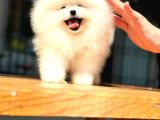 Scrli Dünya Tatlısı Pomeranian Bo