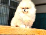 A Kalite Pomeranian Bo