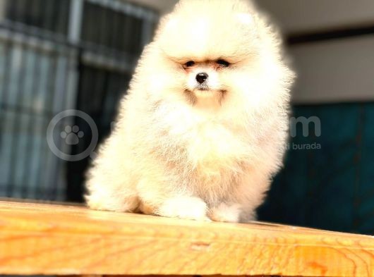 A Kalite Pomeranian Bo görsel