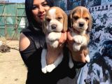 Safkan Beagle Yavrularım