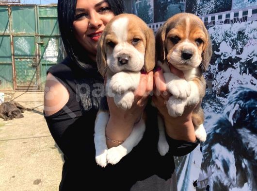 Safkan Beagle Yavrularım görsel