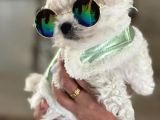 Maltese Terri̇er