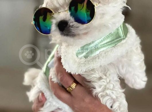 Maltese Terri̇er görsel