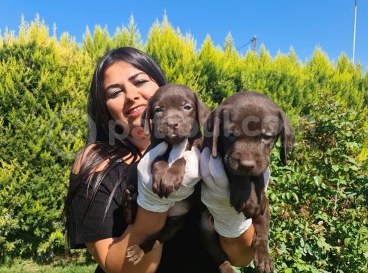 Çikolata Labrador görsel